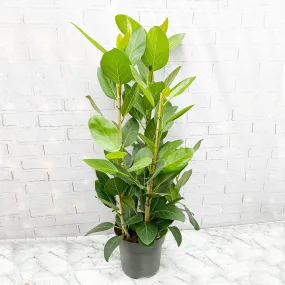 100 - 120cm Ficus Audrey with 3 Stems Rubber Plant 27cm Pot House Plant