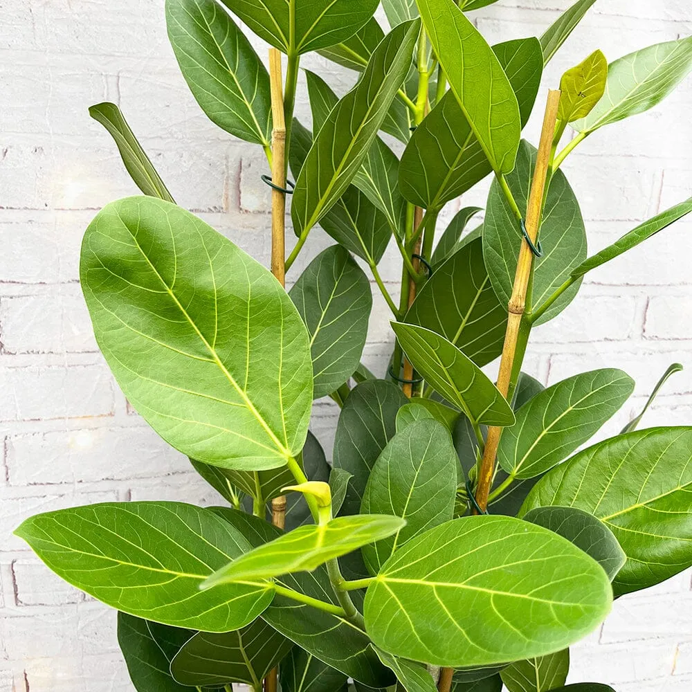 100 - 120cm Ficus Audrey with 3 Stems Rubber Plant 27cm Pot House Plant