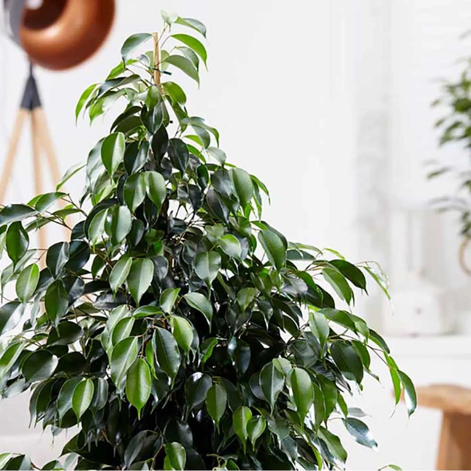 100 - 120cm Ficus Danielle Rubber Plant 21cm Pot House Plant