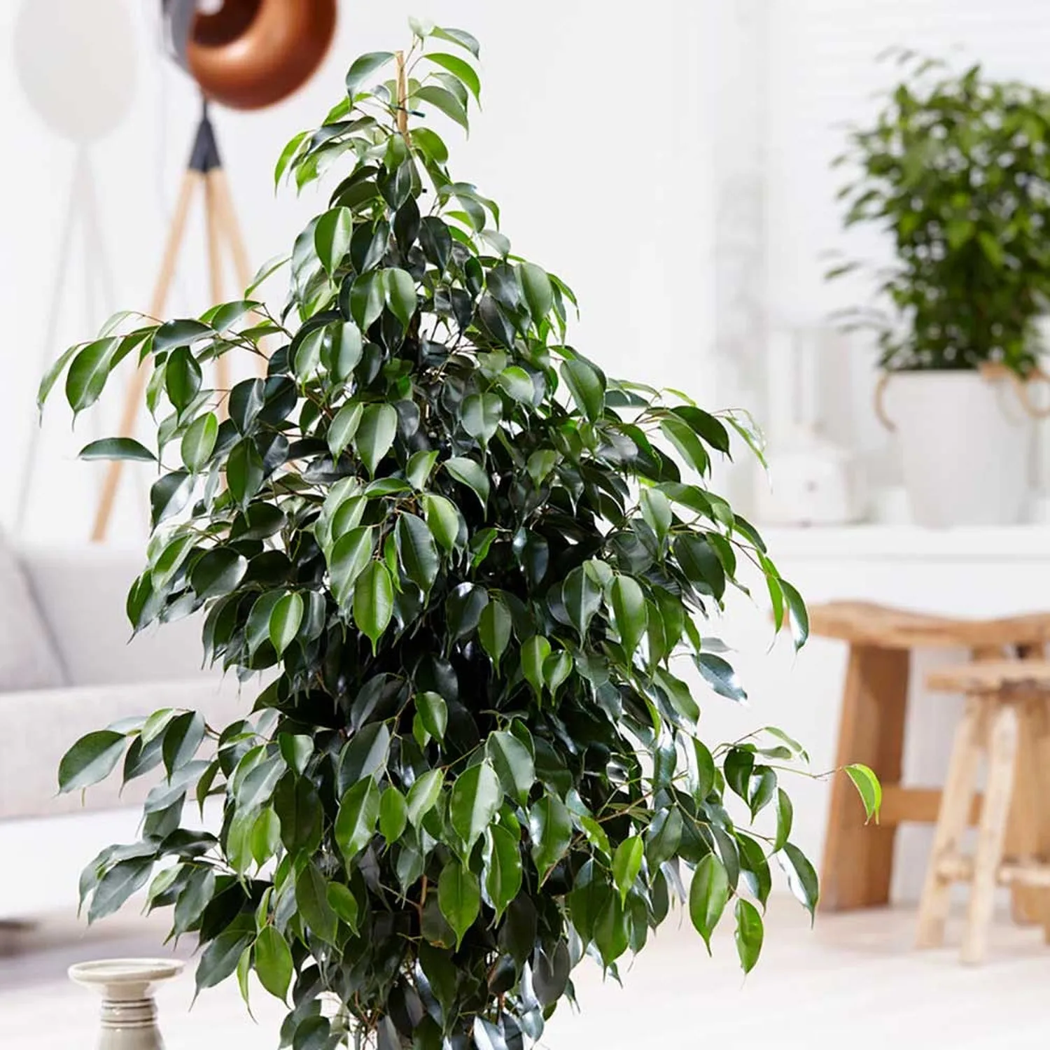 100 - 120cm Ficus Danielle Rubber Plant 21cm Pot House Plant