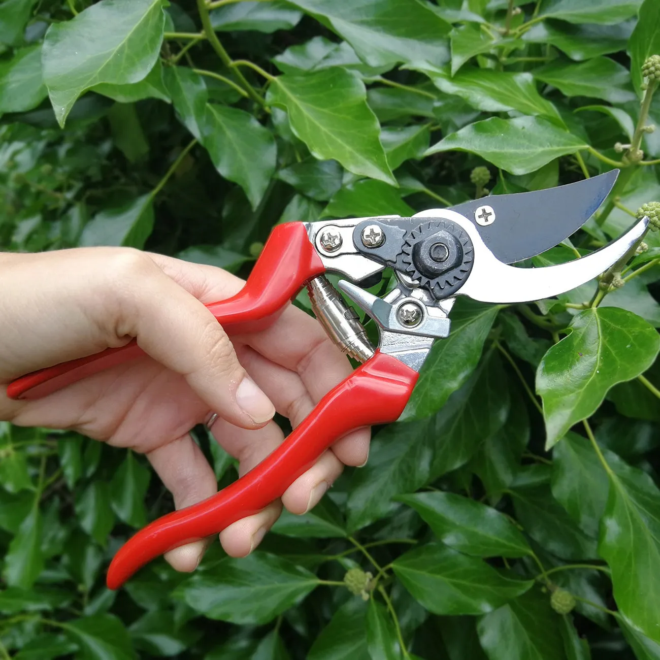 Left-handed Bypass Secateurs - RHS Endorsed